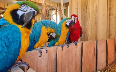 „Egzotyczne Zakopane”: Największa Papugarnia w Małopolsce!